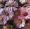 wf_aster_newengland.jpg